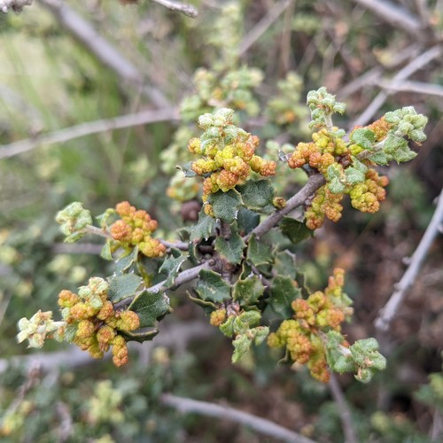 Nuttall's scrub oak