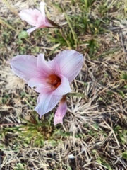Zephyranthes tubispatha