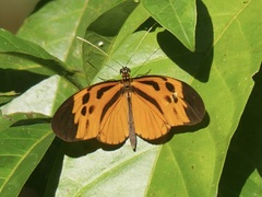 Heliconius numata
