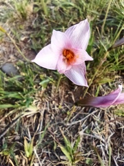Zephyranthes tubispatha