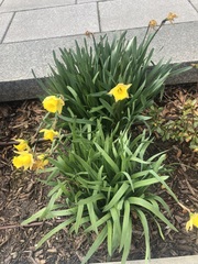 Narcisseae