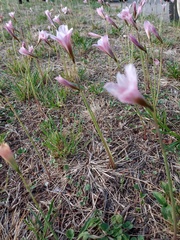 Zephyranthes tubispatha
