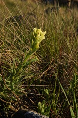 Castilleja affinis neglecta