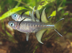 Pseudomugil signifer