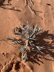 Dimorphocarpa wislizeni