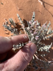 Dimorphocarpa wislizeni