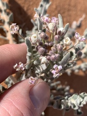 Dimorphocarpa wislizeni