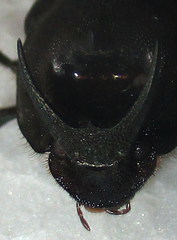 Proagoderus pyramidalis