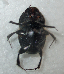 Proagoderus pyramidalis