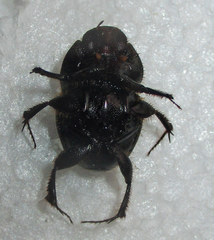 Proagoderus pyramidalis