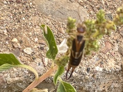 Labidura truncata