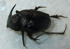 Proagoderus pyramidalis