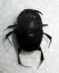 Proagoderus pyramidalis
