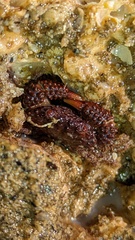 Paraxanthias taylori