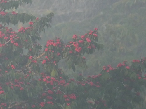 Symphonia globulifera - Leaves