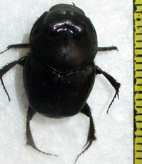 Proagoderus pyramidalis