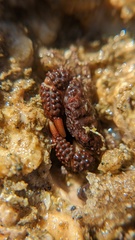 Paraxanthias taylori