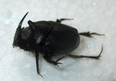 Proagoderus pyramidalis