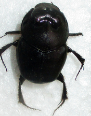 Proagoderus pyramidalis