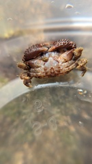 Paraxanthias taylori