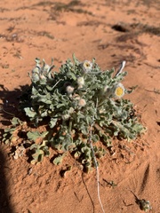 Baileya pleniradiata