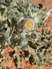 Baileya pleniradiata