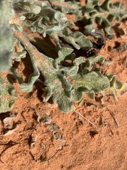 Baileya pleniradiata