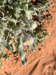 Baileya pleniradiata