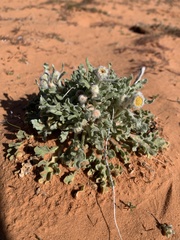 Baileya pleniradiata