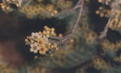 Micromyrtus flaviflora