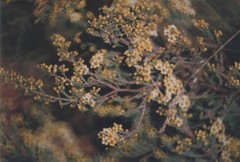 Micromyrtus flaviflora