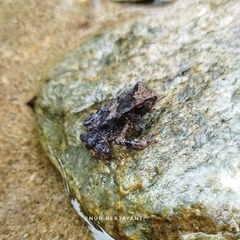 Ingerophrynus celebensis