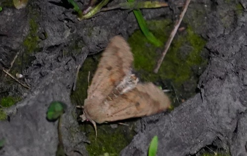 Pacific Quaker photo 2