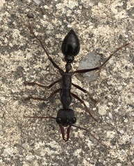 Myrmecia pyriformis