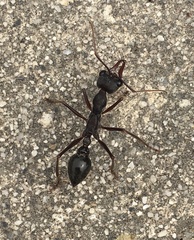 Myrmecia pyriformis