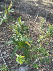 Hypericum densiflorum