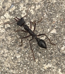 Myrmecia pyriformis