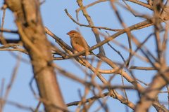 Estrilda troglodytes