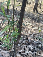 Hypericum densiflorum