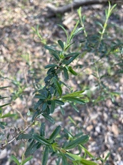 Hypericum densiflorum