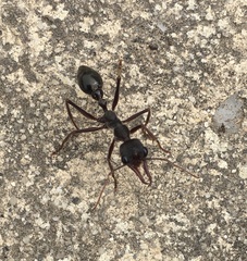 Myrmecia pyriformis