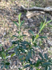 Hypericum densiflorum