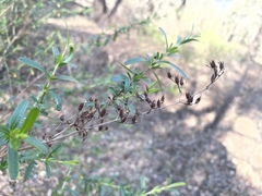Hypericum densiflorum