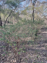 Hypericum densiflorum