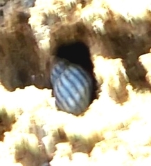 Echinolittorina ziczac
