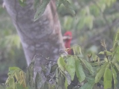 Campephilus rubricollis