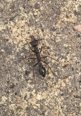 Myrmecia pyriformis