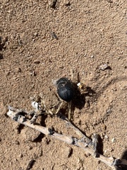 Eusattus convexus