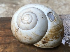 Xanthomelon pachystylum