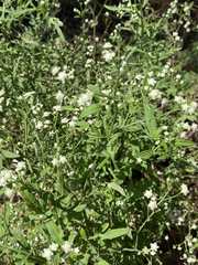 Parthenium hysterophorus